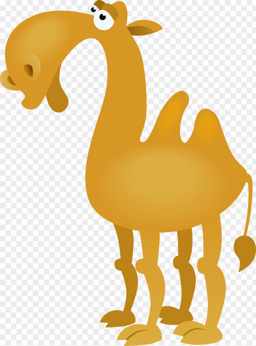 Camel Cartoon Vector Bactrian Drawing Clip Art PNG