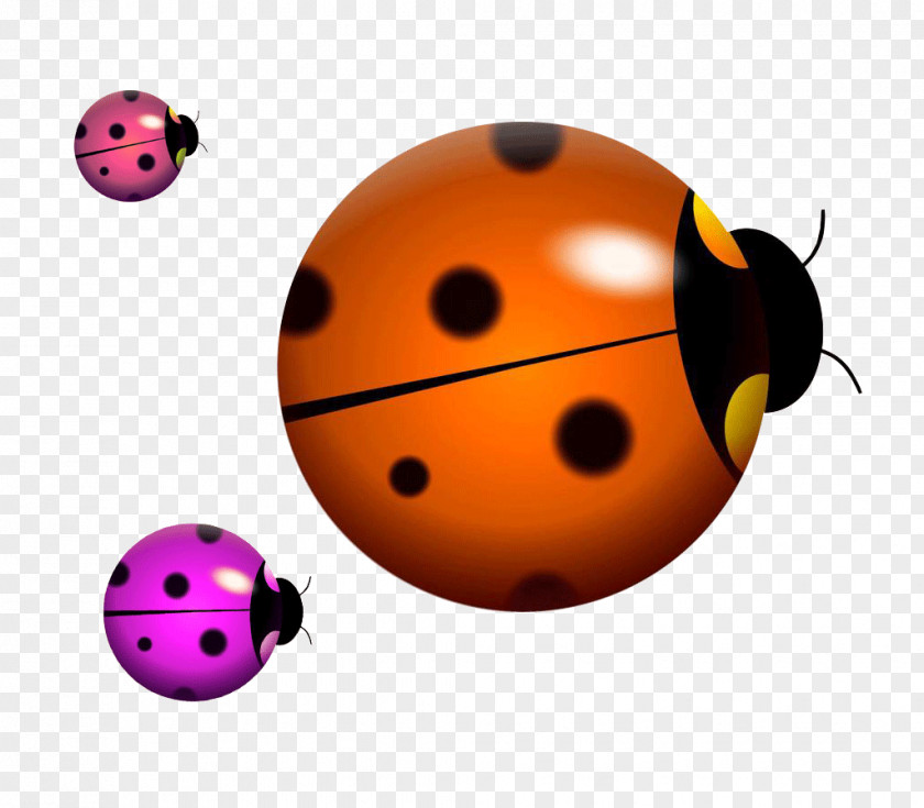 Coccinelle Banner Insect Ant Cockroach Ladybird Beetle Energy PNG