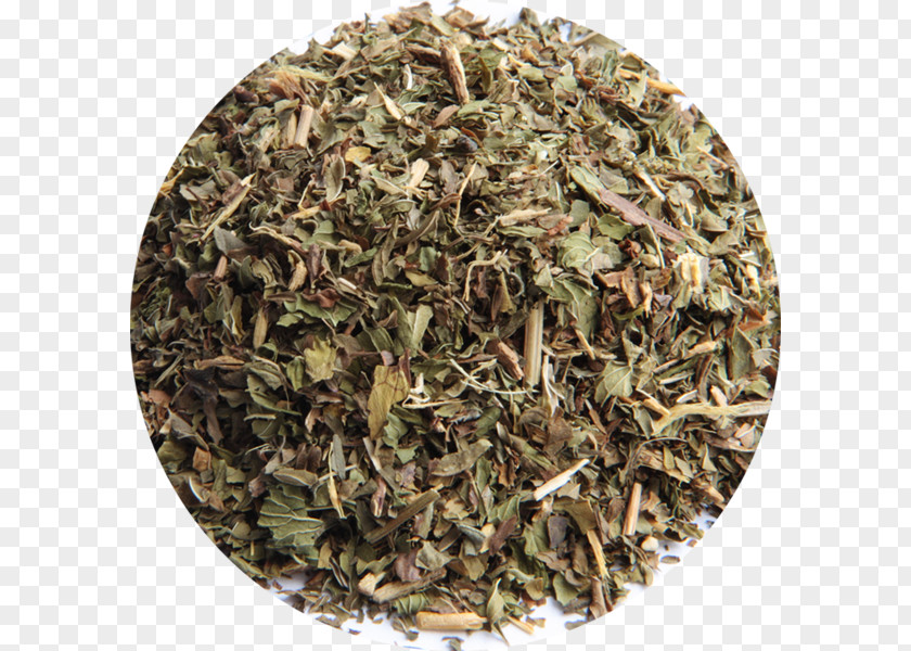 Green Tea Gunpowder Maghrebi Mint Twinings PNG