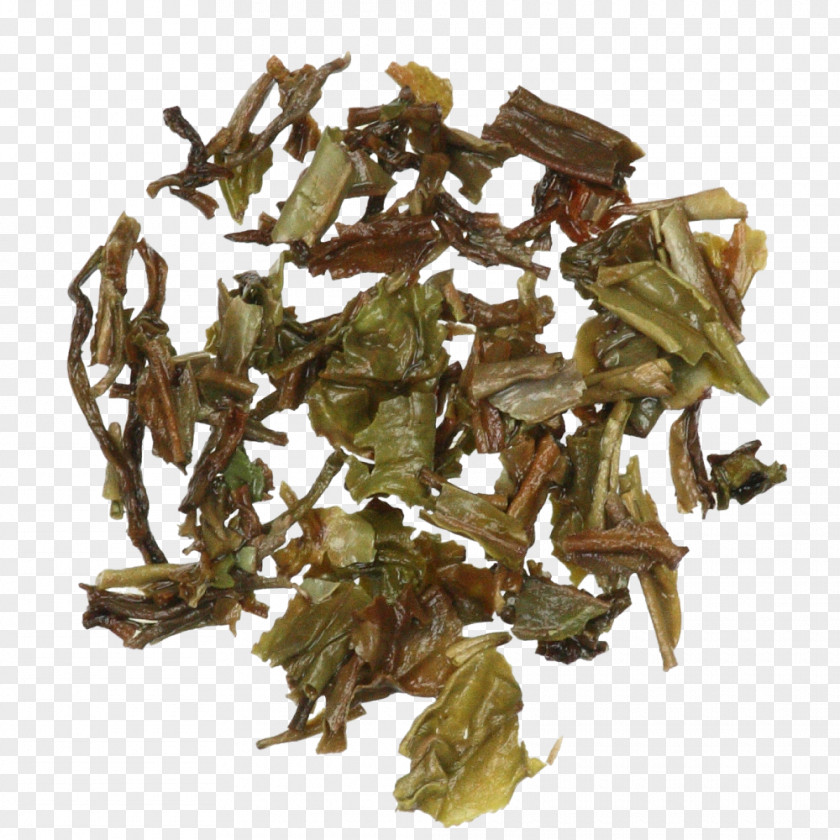 Grove Nilgiri Tea Hōjicha Plant PNG