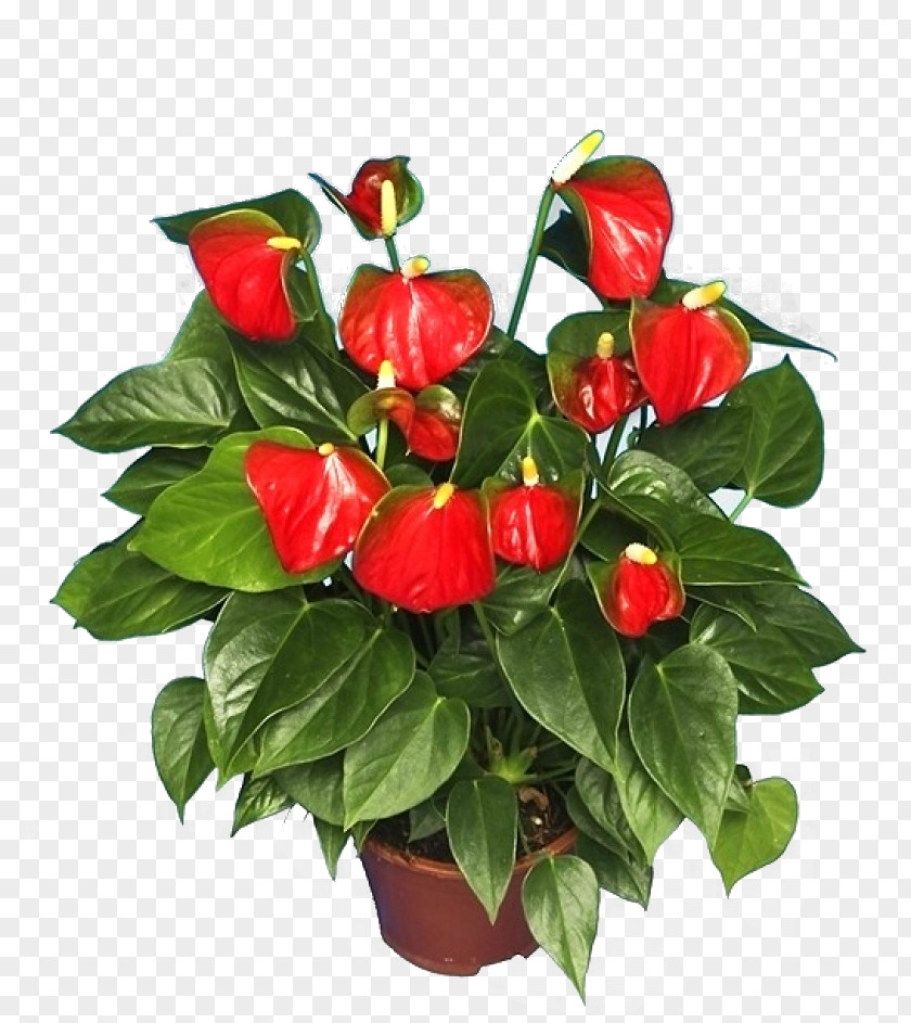 Plant Anthurium Andraeanum Houseplant Flower Shoeblackplant PNG