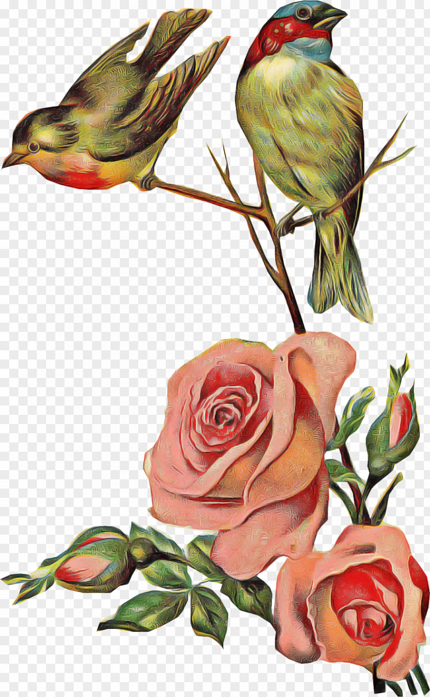 Prickly Rose Songbird Birthday Wish PNG