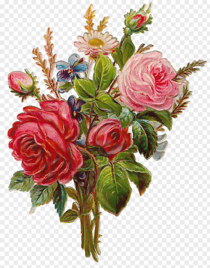 Rose Old Roses And English Flower Garden PNG