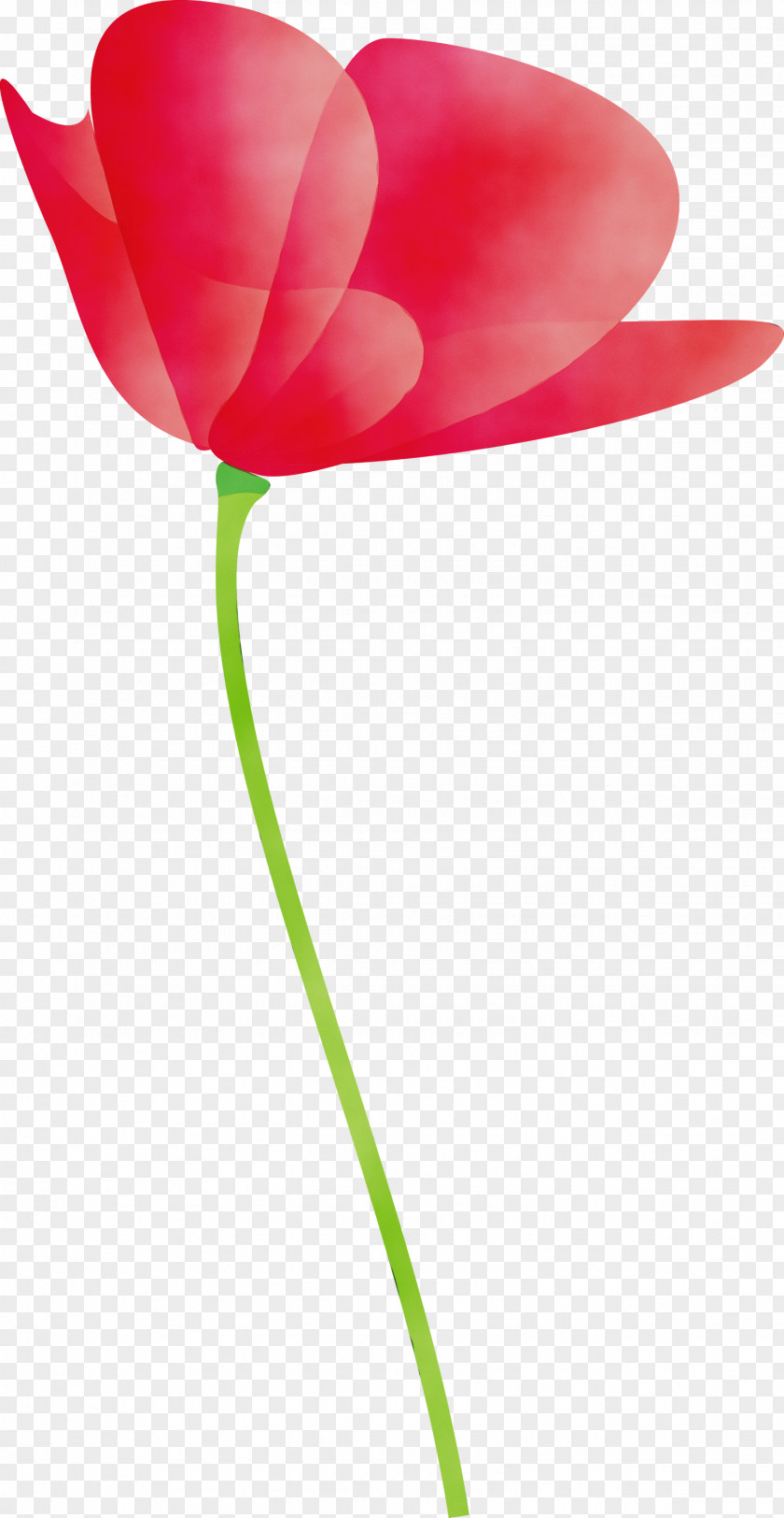 Tulip Red Petal Flower Pink PNG