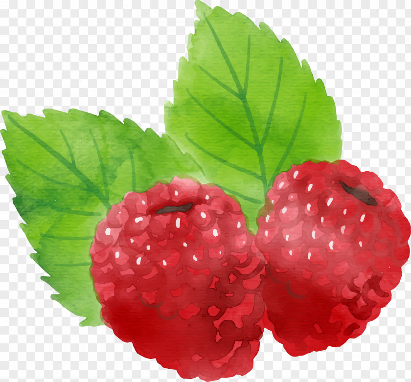 Vector Hand Painted Red Raspberry Euclidean Download Icon PNG