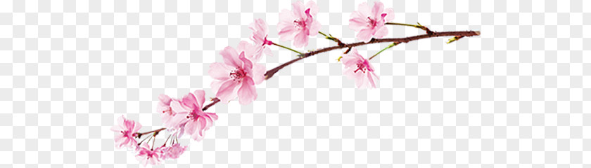Cherry Blossom National Festival Information Clip Art PNG