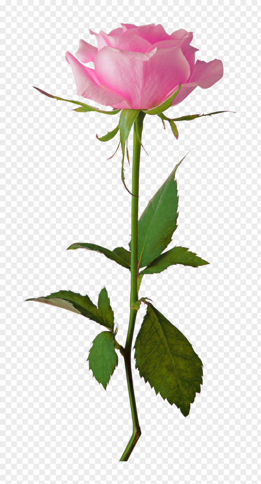 Long Flower Rose White Clip Art PNG