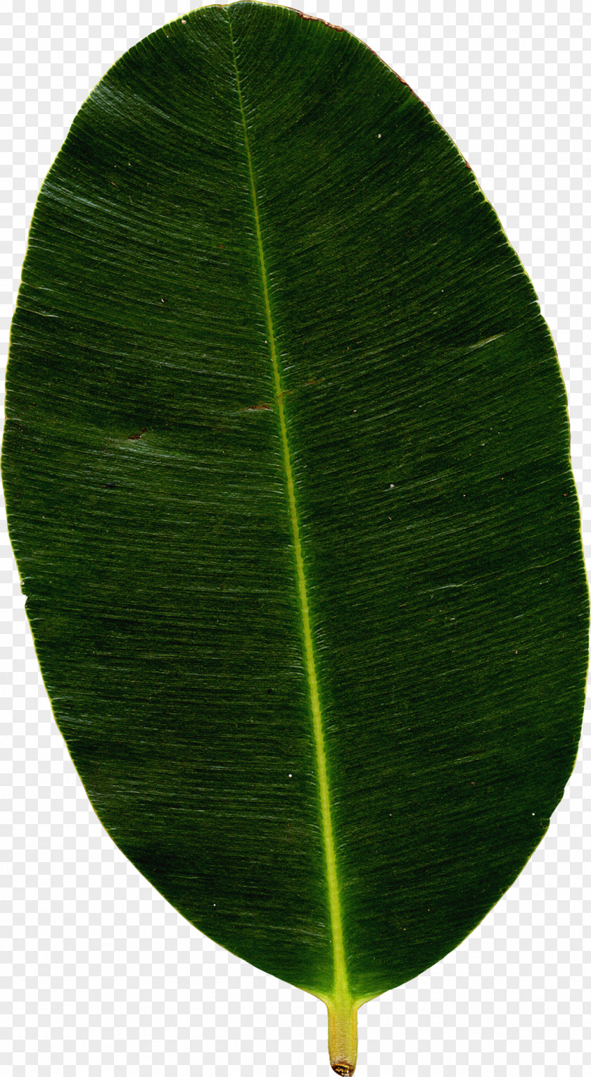 Mint Leaves Banana Leaf Plant PNG