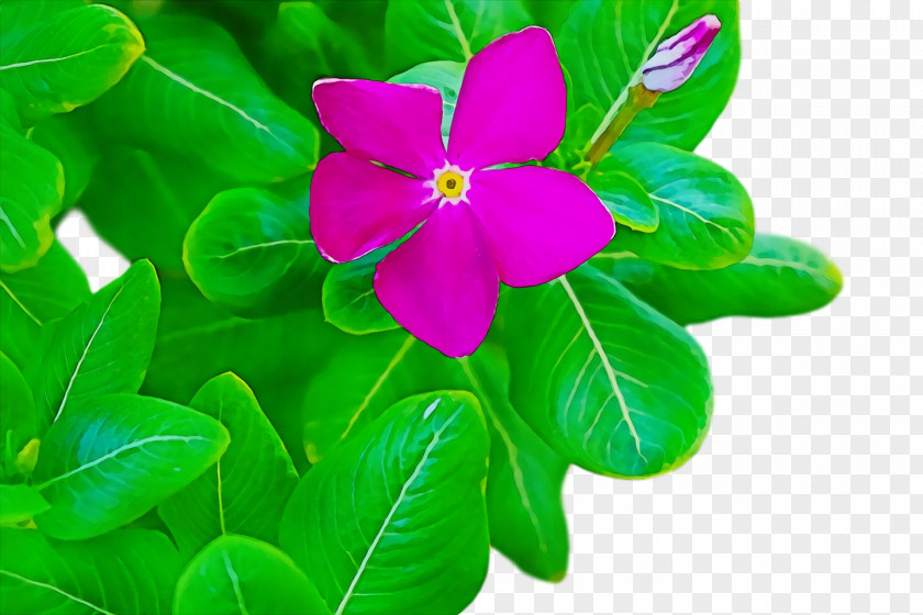 Petal Leaf Herbaceous Plant Green Flower PNG