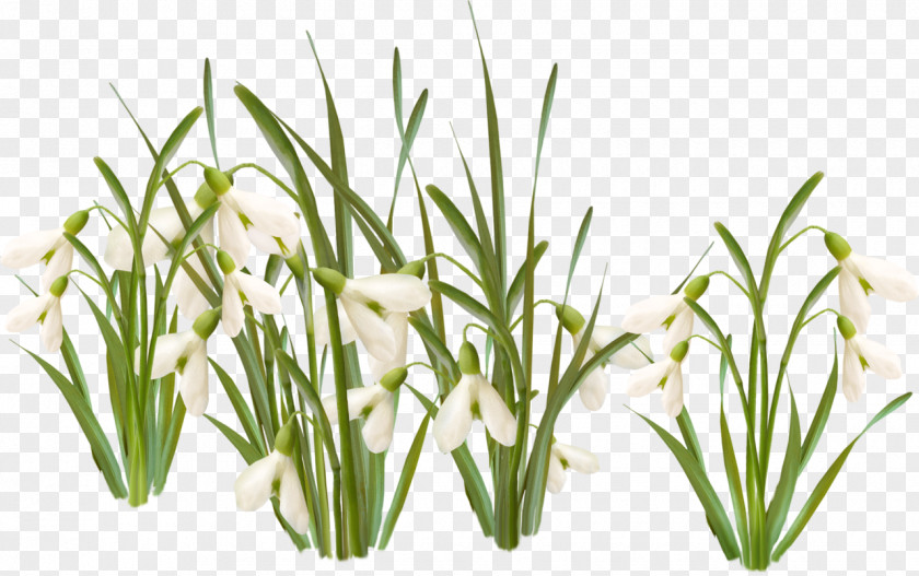 Snowdrop TIFF Spring PNG