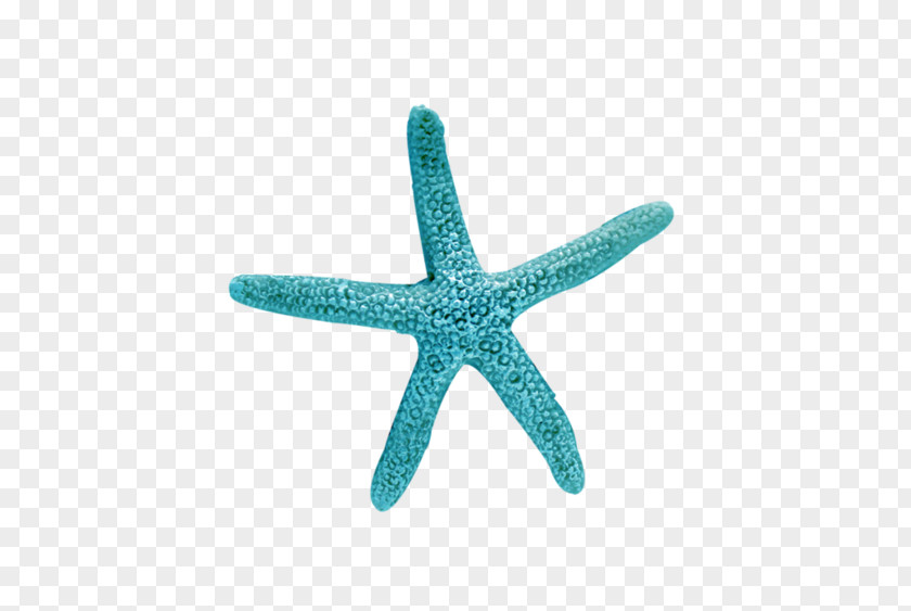 Starfish Blue Sea Turquoise PNG