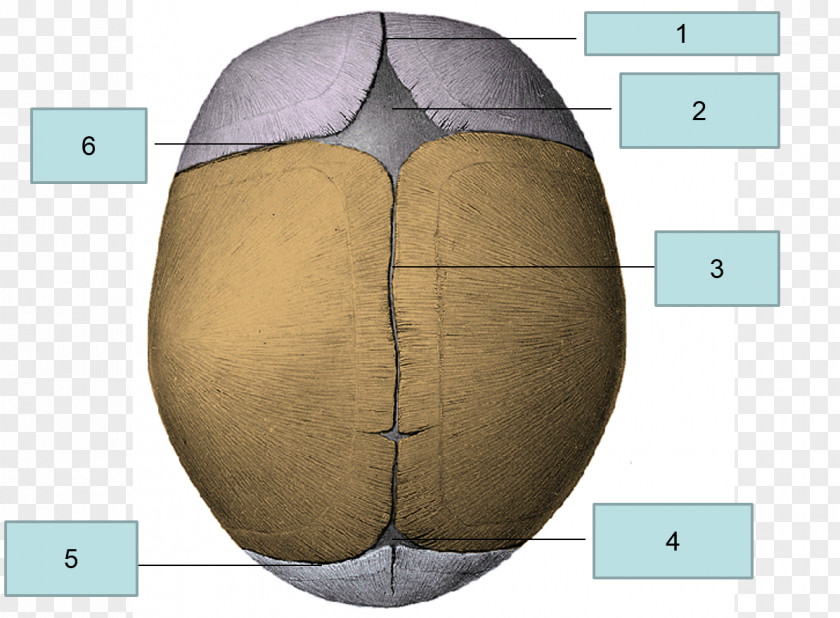 Fontanelle Human Skeleton Bregma Organism Bone PNG