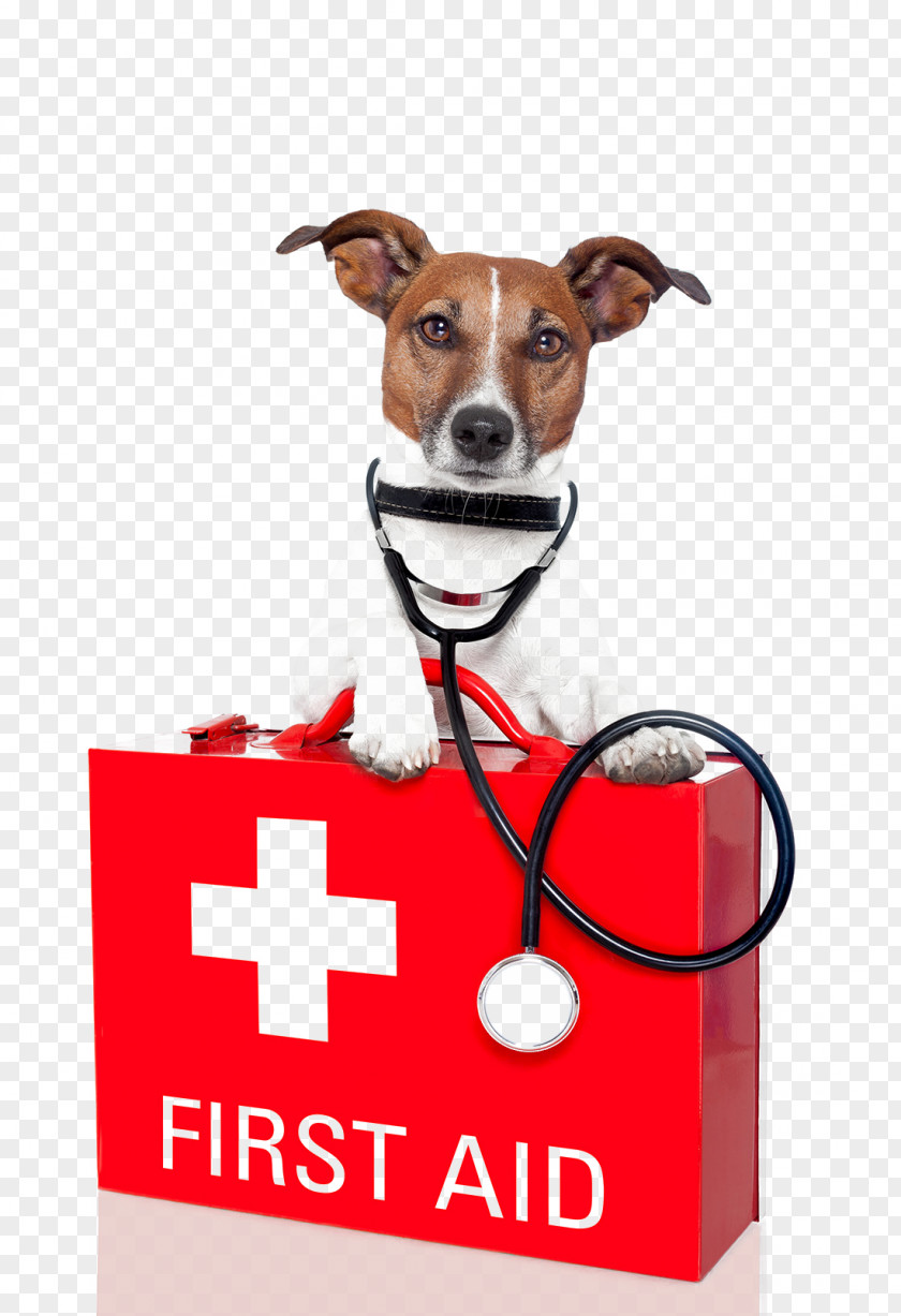 Lying On The First Aid Kit Puppy HD Picture Dog Pet PNG