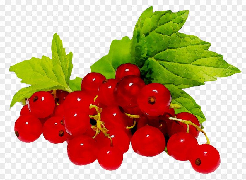 Gooseberry Zante Currant Raspberry Cranberry Redcurrant PNG