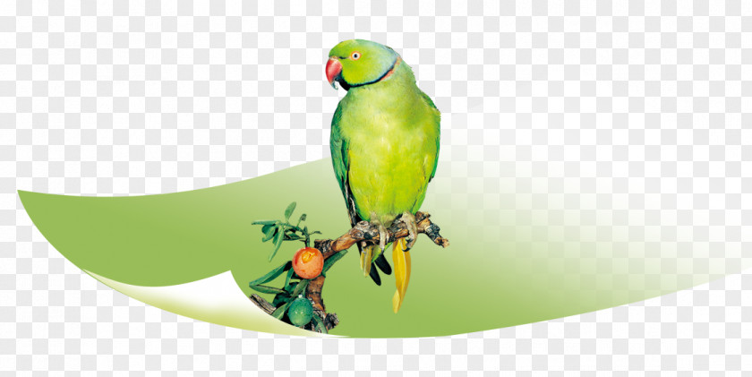 Green Parrot On A Branch True Bird Parakeet Macaw PNG