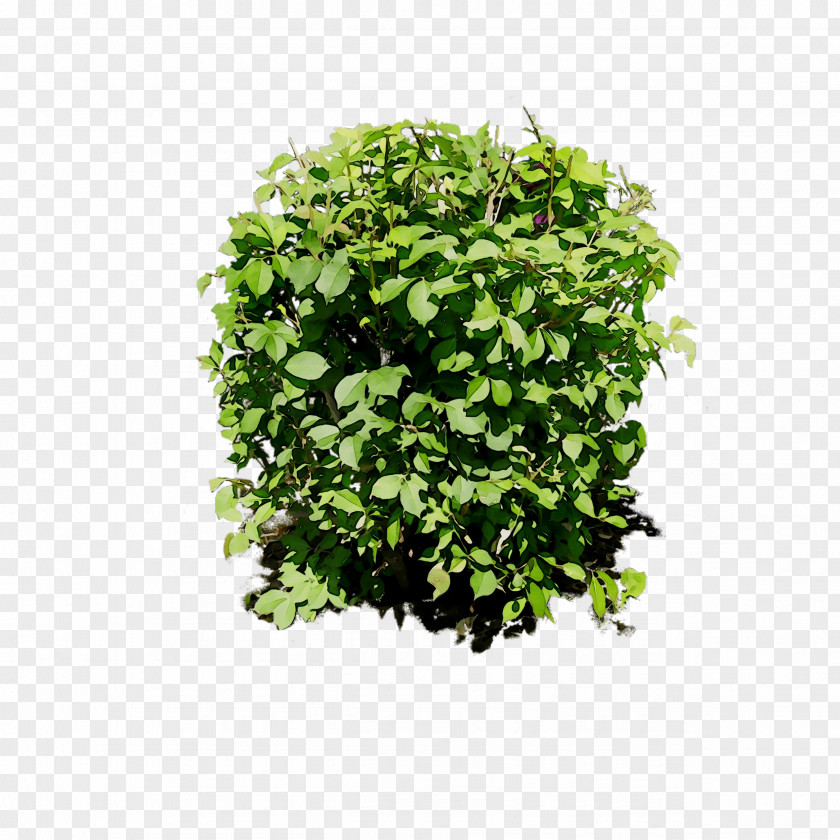Leaf Greens Shrub Tree Herb PNG