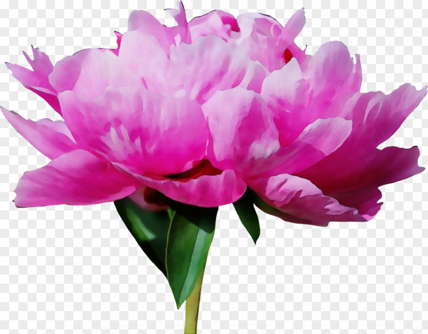 Magenta Common Peony Flower Flowering Plant Petal Pink PNG