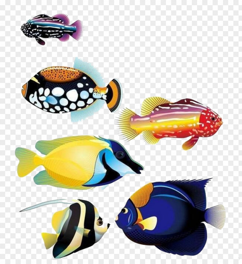 Ocean Fish Goldfish Animal Tropical PNG
