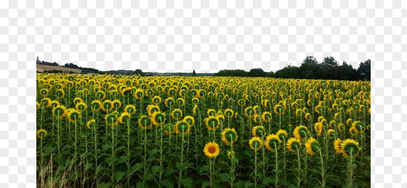 Sunflower Flowers Farm Grasses Seed Commodity Landscape PNG