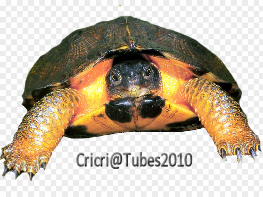 Turtle Loggerhead Sea Box Turtles Tortoise PNG