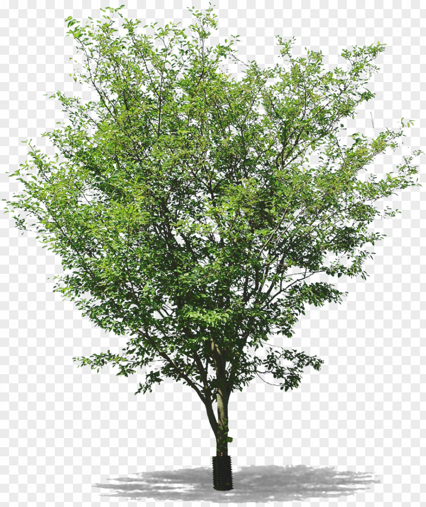 Arbre Twig Tree Populus Nigra Sect. Aigeiros PNG