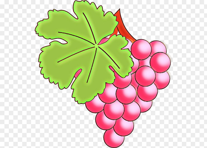 Flower Flowering Plant Leaf Grape Leaves Seedless Fruit Grapevine Family PNG