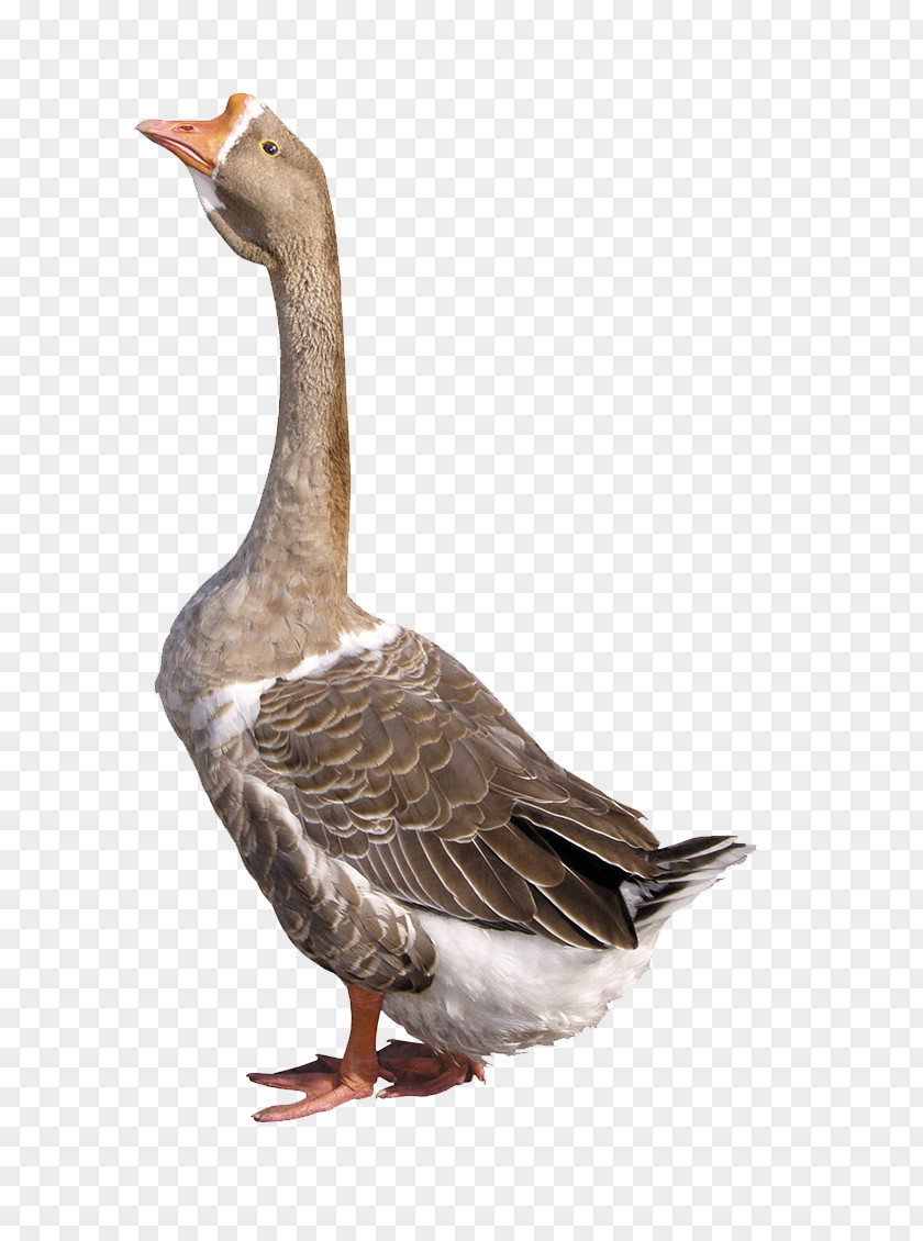 Sky Gray Goose Duck Clip Art PNG
