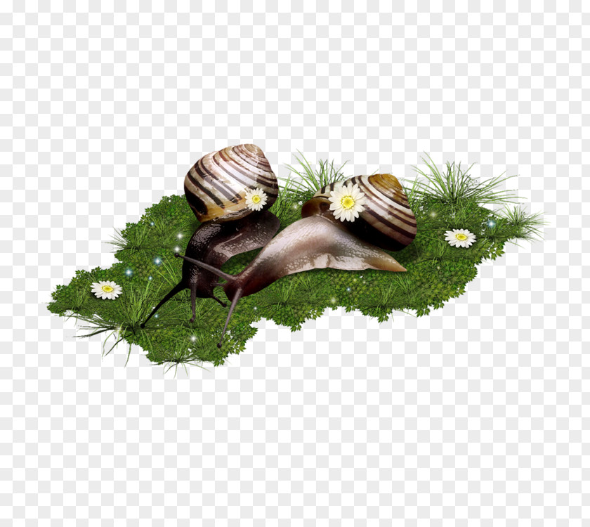 Snails Escargot Snail Clip Art PNG