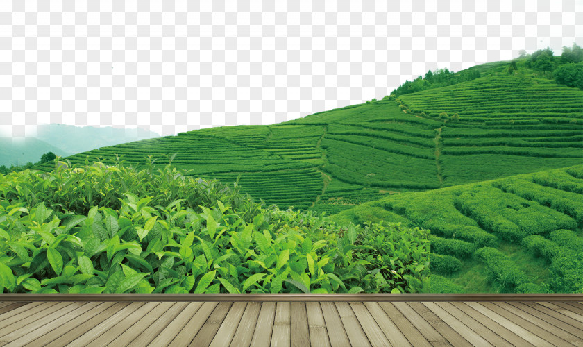 Tea Garden Yum Cha PNG