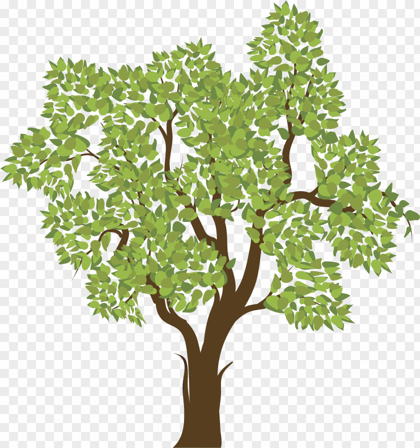 Tree Woody Plant Twig PNG