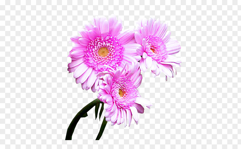Violeta Chrysanthemum Cut Flowers Transvaal Daisy Floral Design PNG