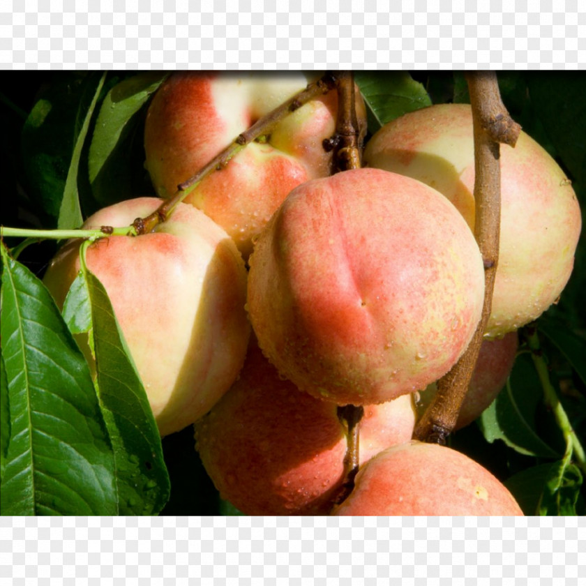 Apricot Saturn Peach Fruit Tree Nectarine PNG