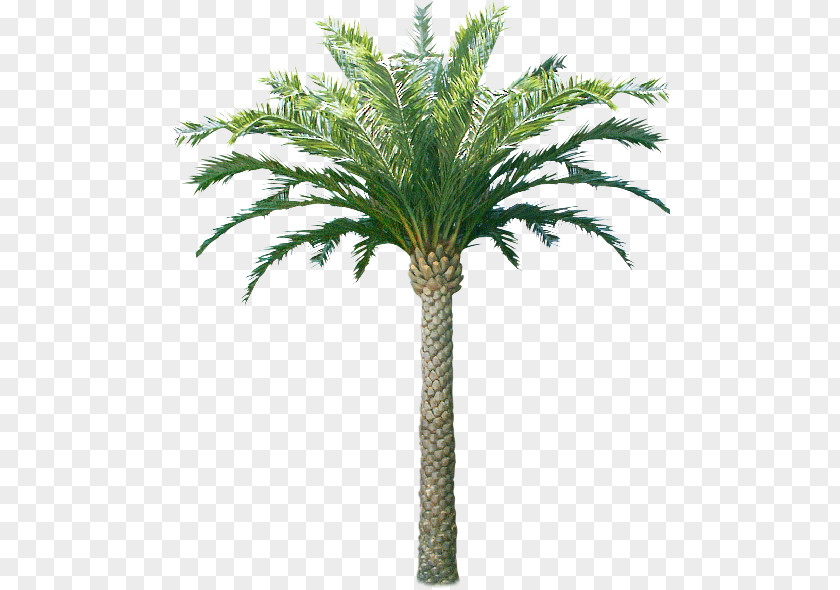 Coconut Arecaceae Oil Palms Tree Plant PNG