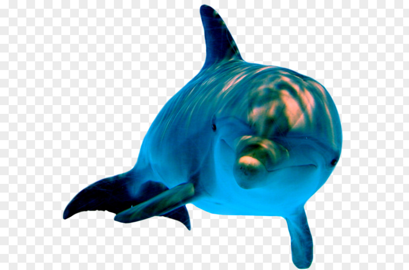 Dolphin Psd Sea Body Of Water Puppy Marine Mammals PNG