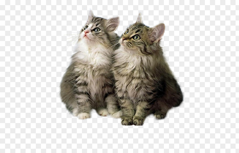 Kitten Maine Coon High-definition Television PNG