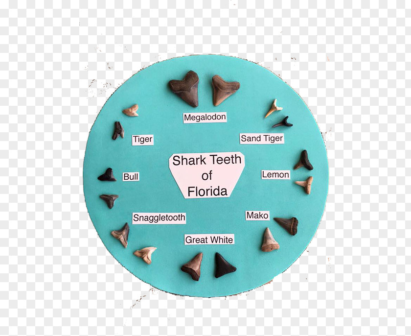 Shark Tooth Venice Beach Fossil PNG