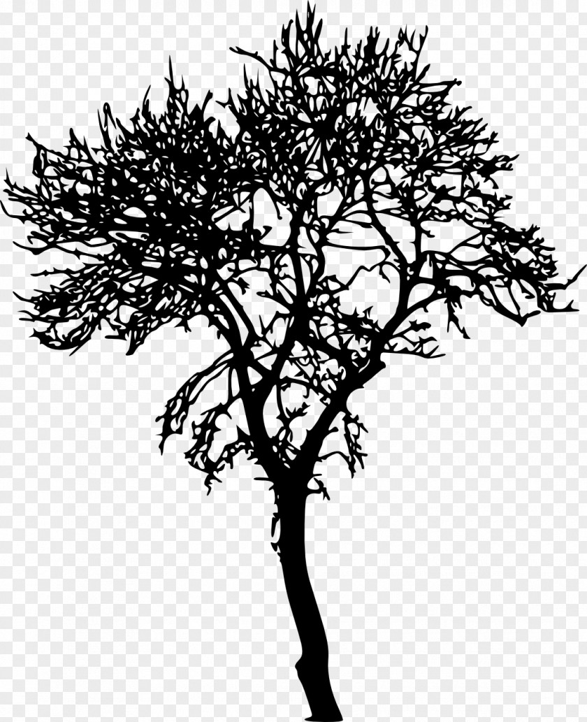 Tree Transparent Silhouette Woody Plant Branch PNG