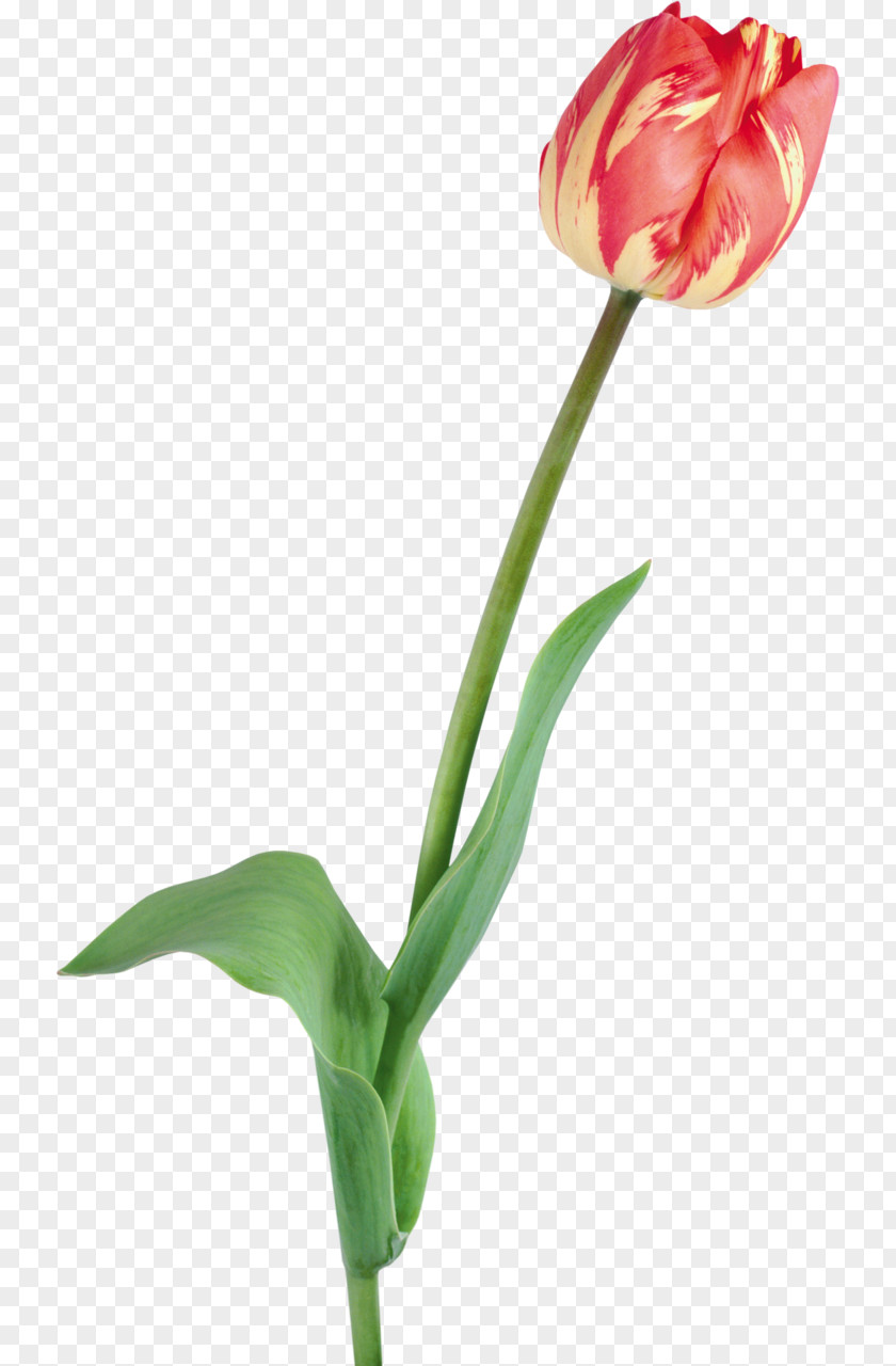 Tulip Flower Clip Art PNG