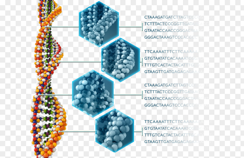 Dna Analysis Biology Organism Hardcover Transition To Higher Education Examination Book PNG