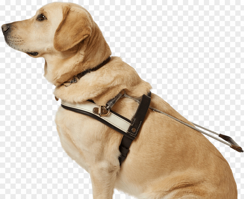 Dogs Dog Collar Puppy Leash Breed PNG
