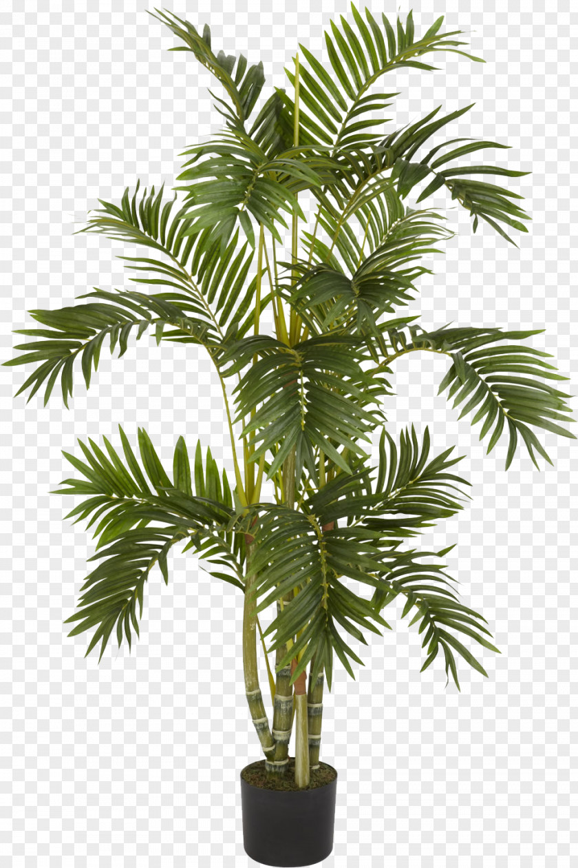 Palm Tree Albizia Julibrissin Weeping Fig Arecaceae Areca PNG