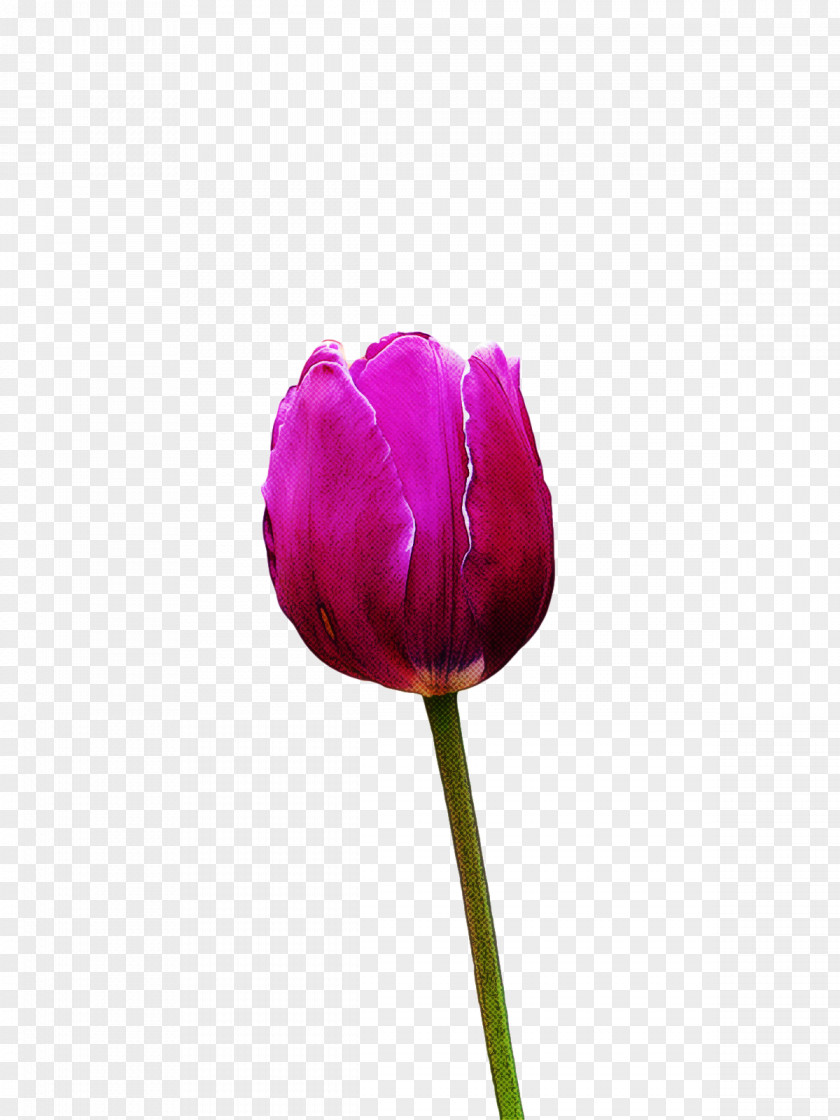 Plant Stem Cut Flowers Tulip Petal Flower PNG