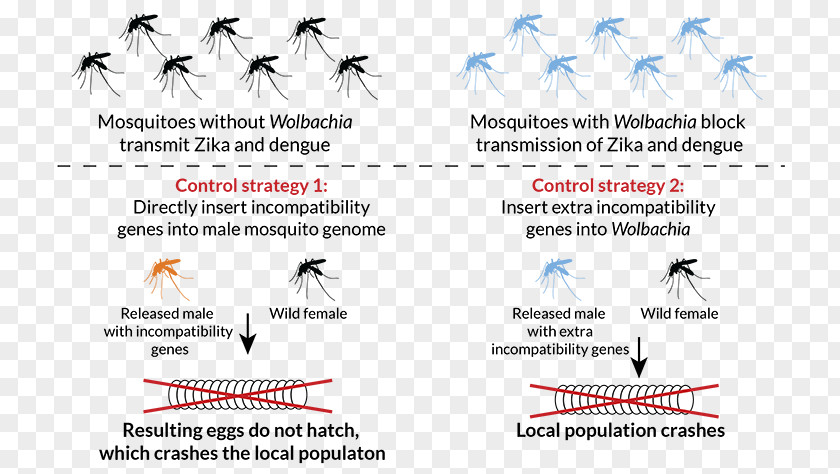 Sterilized Insect Viruses Mosquito Genetic Engineering Science Technology PNG