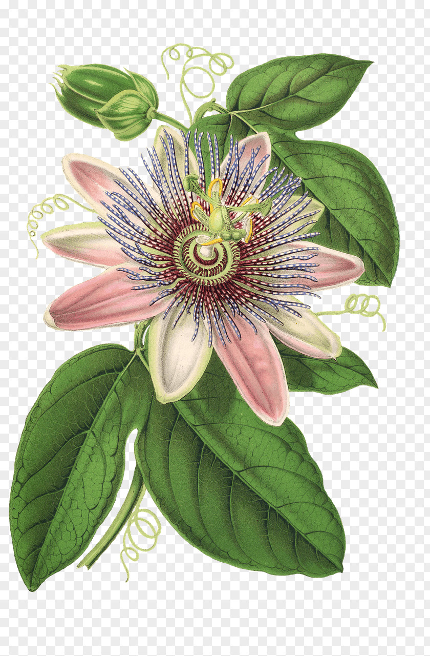 Botanical Illustration Botany Flower PNG