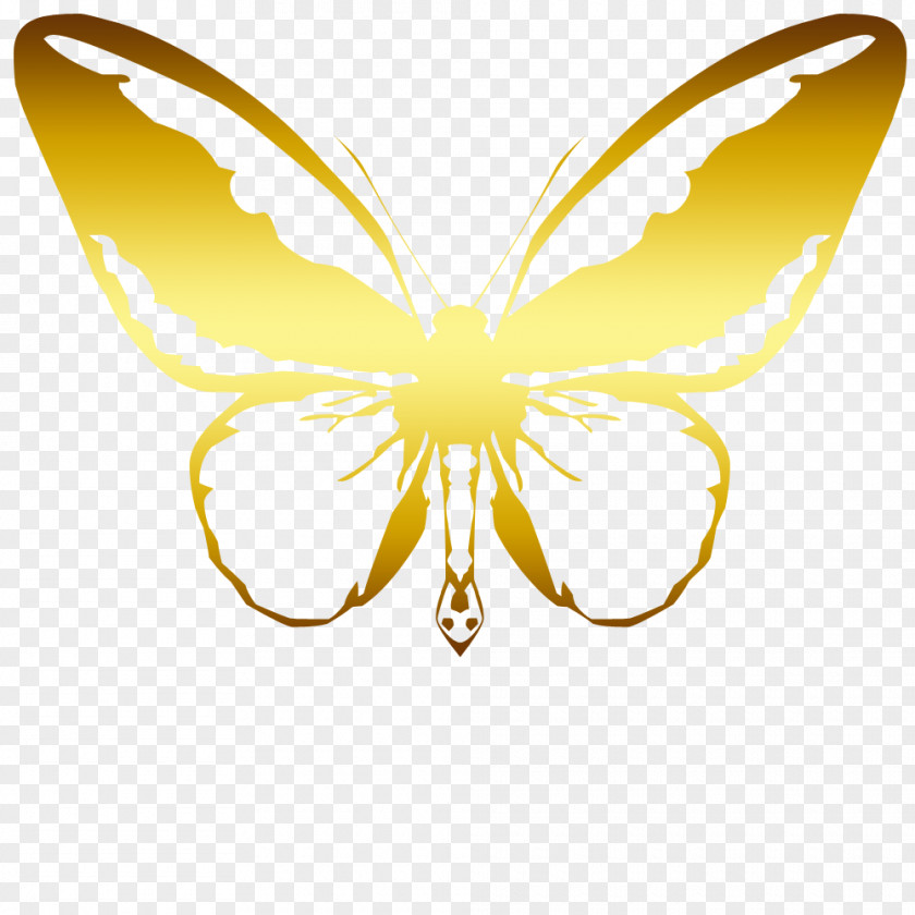 Butterfly Moth Insect PNG