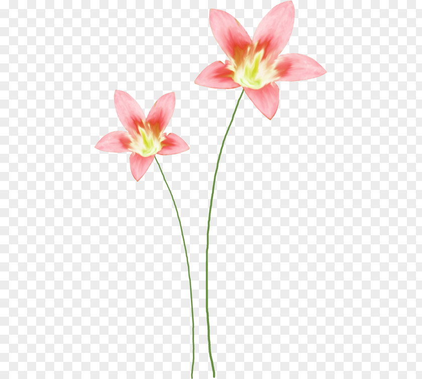 Flower Cut Flowers Floral Design Watercolor Painting Clip Art PNG