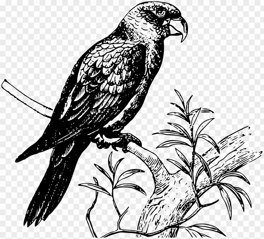 Parrots Parrot Bird Clip Art PNG