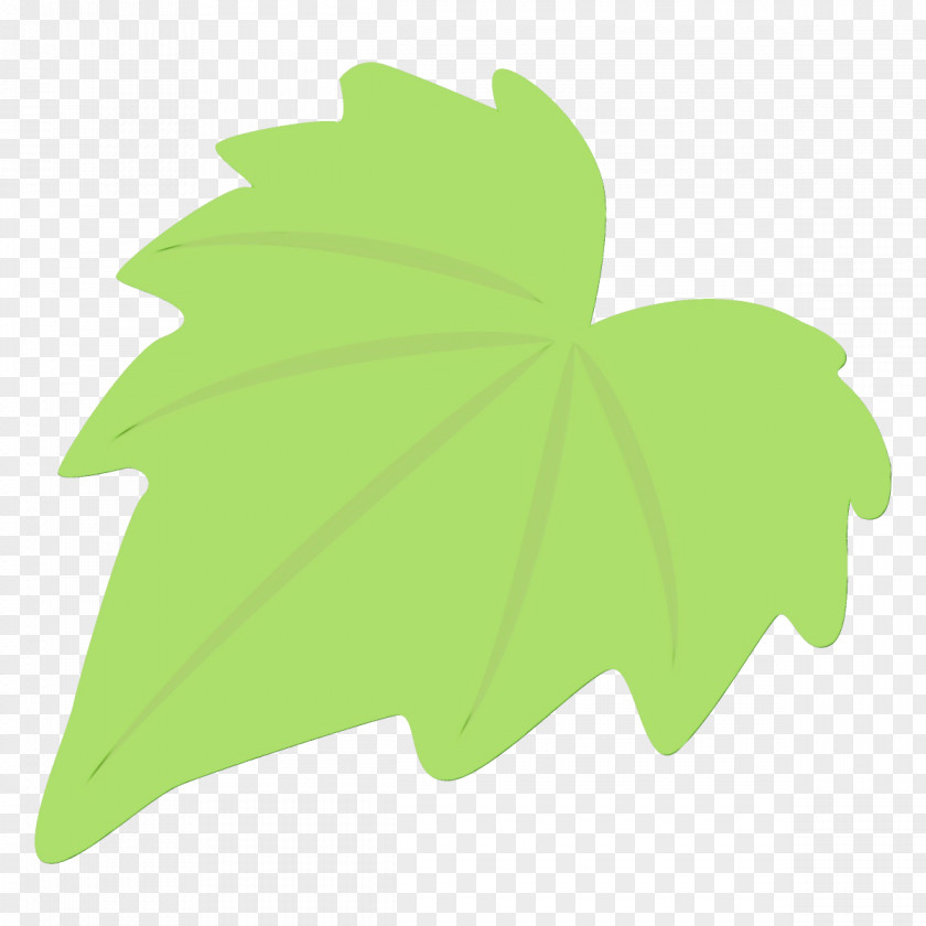 Plane Ivy Maple Leaf PNG