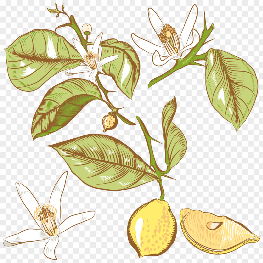 Vector Lemon Tree Flower Drawing Royalty-free PNG