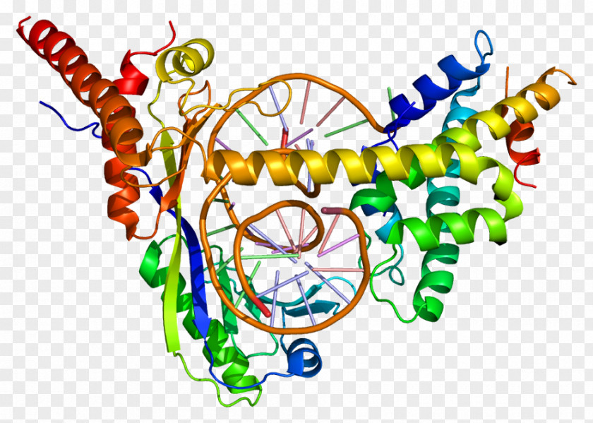 DRAP1 DR1 Repressor Histone Protein PNG